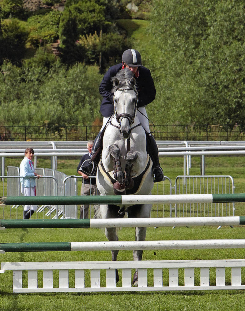 Showjumpers For Sale